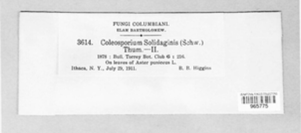 Coleosporium asterum image